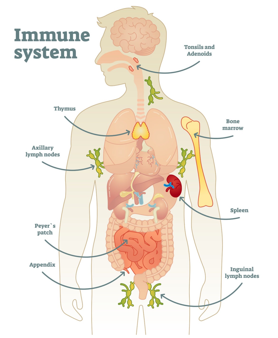¿cómo Es El Sistema Inmune Misistemainmuneemk 2683
